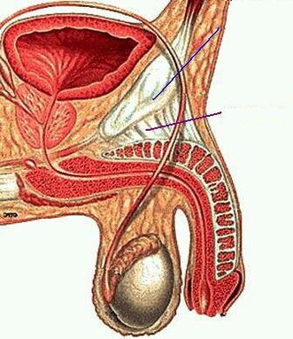 Anatomía del miembro masculino